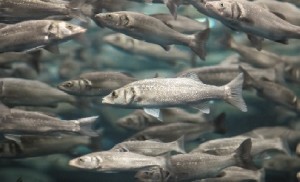 Federal Study Finds Hazardous Chemicals in Columbia River Fish