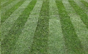Is Treating Your Lawn Silently Effecting Your Health