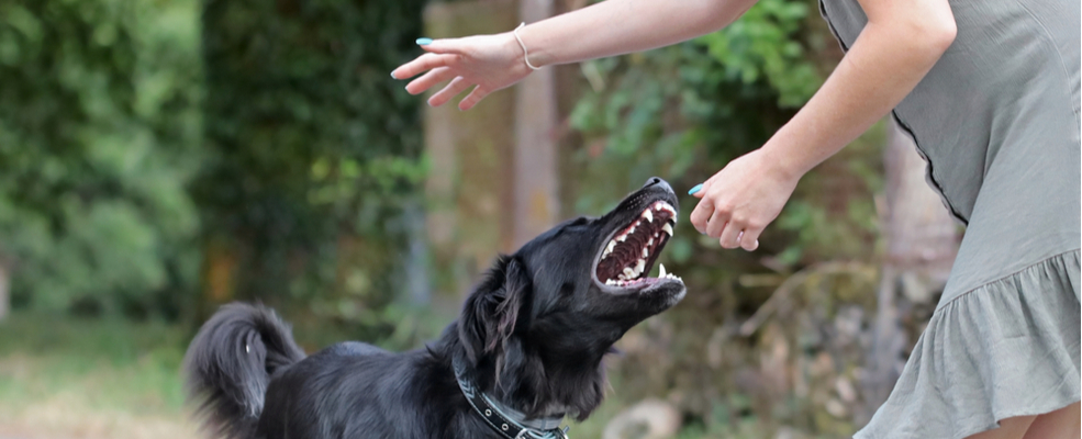 a black dog trying to bite a lady