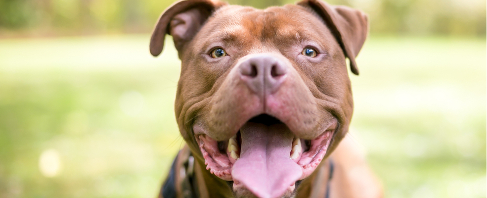 a pit bull looking at the camera