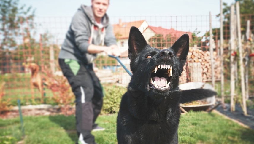 an aggresive black dog barking